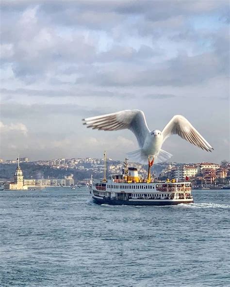 A Large White Bird Flying Over The Top Of A Boat