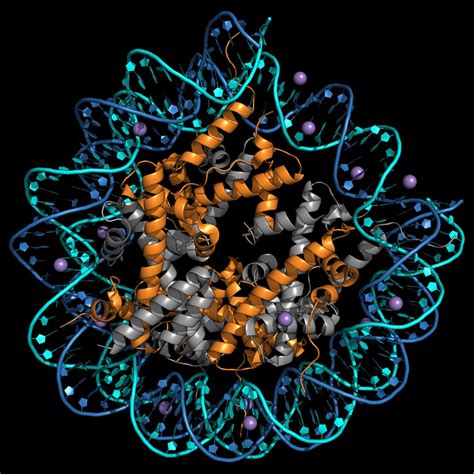 Representation of a human nucleosome - Packing of DNA with histones ...