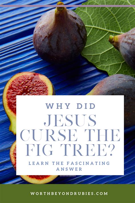 3 Lessons From The Cursed Fig Tree Why Did Jesus Curse It Fig Tree