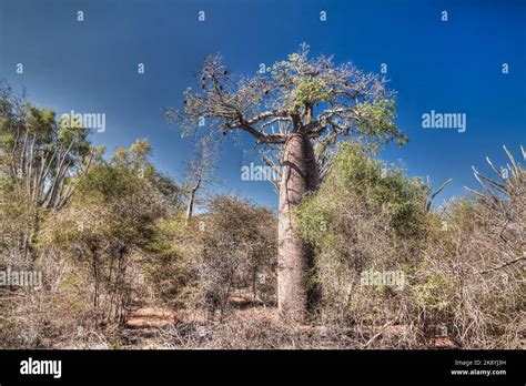 Landscape With Adansonia Rubrostipa Aka Fony Baobab Tree Reniala