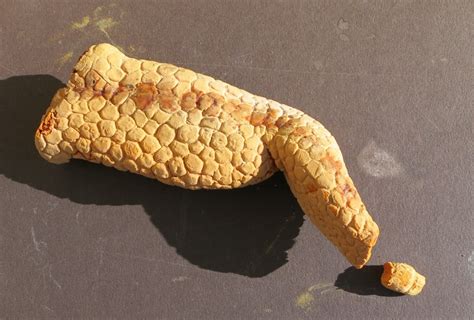 Carnosaur” Movie Collectibles