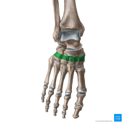 Transverse Arch Foot