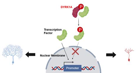 Gene Ontology - DOWN SYNDROME & THE DYRK1A GENE 