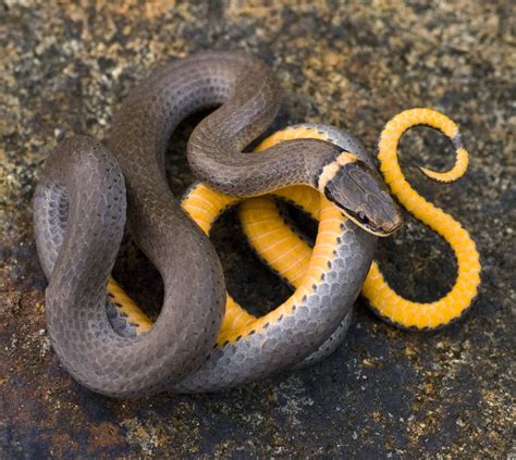 Yellow Belly Snake Yellowbelly Racer (Snakes Of The Texas And Oklahoma