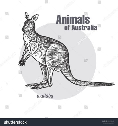 wallaby drawing images stock  vectors shutterstock