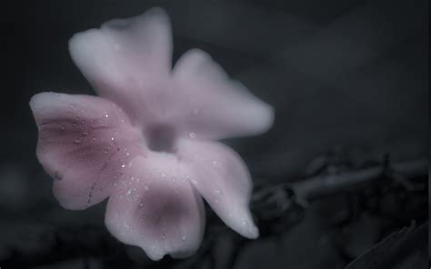 Fondos de pantalla monocromo Flores naturaleza fotografía gotas