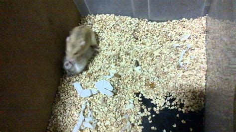 Dwarf Hamster Mating Youtube