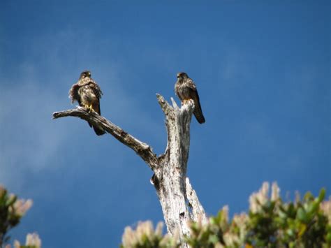 The NZ Falcon » New Zealand Falcon