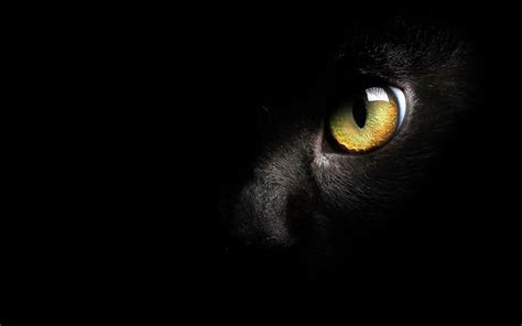 Hd Wallpaper Cat Eye Eyes Background Animal Themes One Animal
