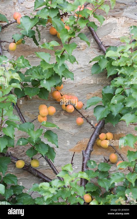 Prunus Armeniaca Fruiting Espalier Apricot Tree On A Stone Cottage