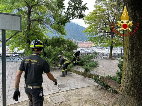 Como Giardini A Lago Un Altro Albero Pericolante Vigili Del Fuoco Al