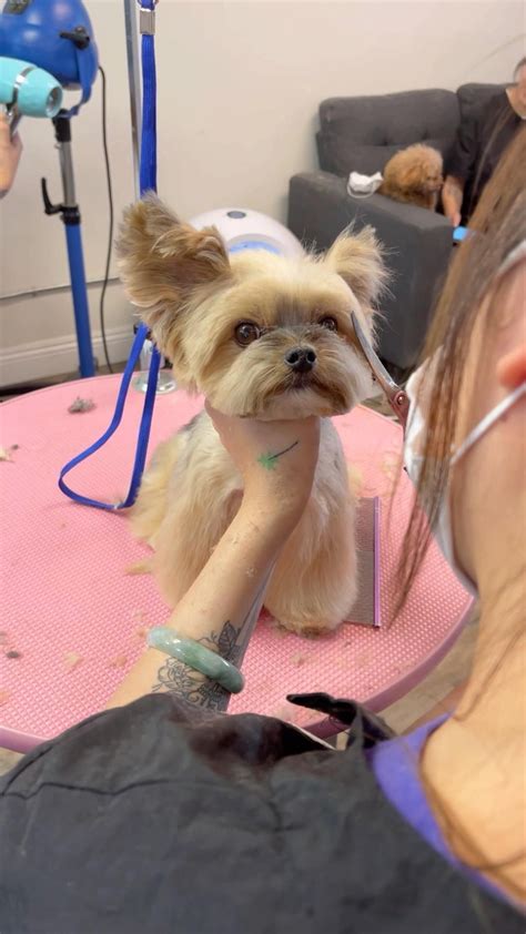 Grooming A Pet Yorkie Head With Tipped Ears Yorkshire Terrier Pet
