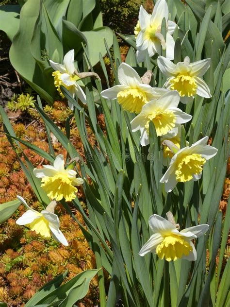 White Daffodils stock photo. Image of white, nature - 265971254