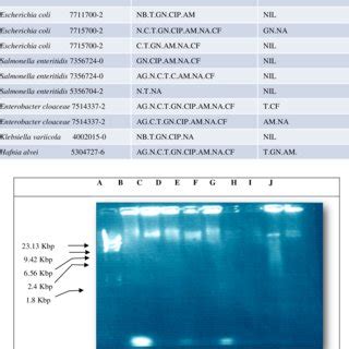 Enhancement Of Antibiotics Effectiveness On Some Bacterial Isolates