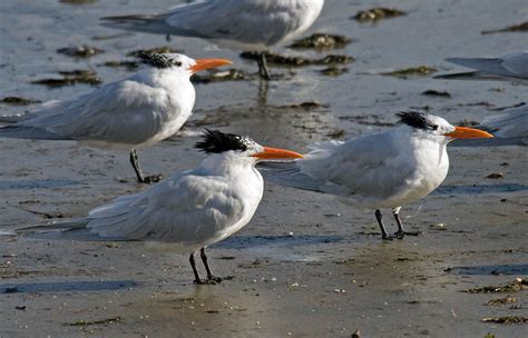 Royal Terns Greg In San Diego