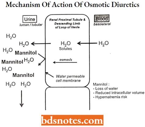 Medicinal Chemistry Of Diuretics Bds Notes