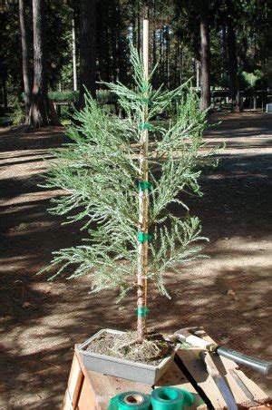 Pruning | Giant Sequoia Nursery