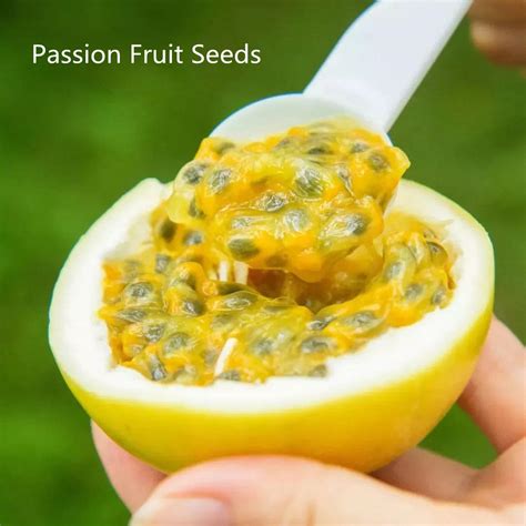 Fast Germination Ready Stock 50 Pcs Passion Fruit Seeds Benih Pokok Buah Flower Seeds