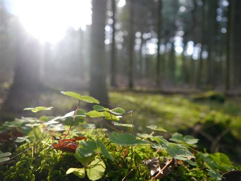 Bildet Tre Natur Skog Gress Gren Lett Anlegg Sollys Blad