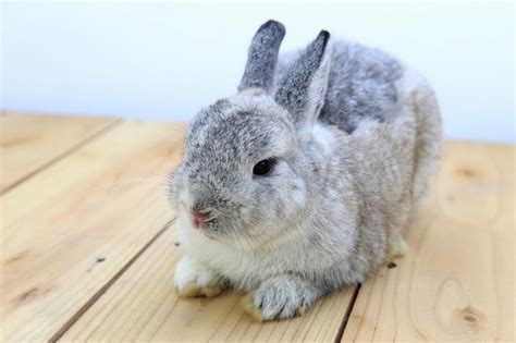 Beautiful Netherland Dwarf Rabbit Colors - pic-mullet