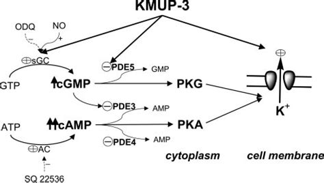 Proposed Mechanism Of Action Of Kmup On The Intracellular Cgmp And