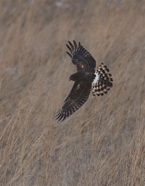 Shawangunk Grasslands National Wildlife Refuge Bird Walk — Putnam ...