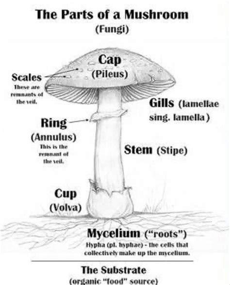 How to identify mushrooms easily and make your own mushroom guide book (for beginners) : mycology