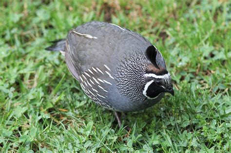 Californian Quail Birds Ecotourism New Zealand