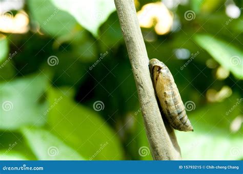 Pupa Stock Image Image Of Insect Change Life Material 15793215