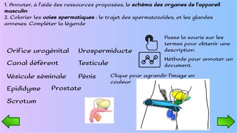 2nde Procréation Et Sexualité Humaine