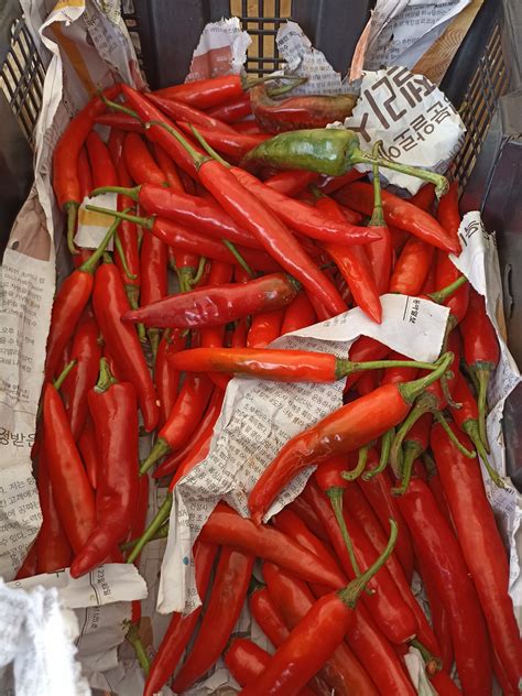 Red Thai Chile Peppers Information Recipes And Facts