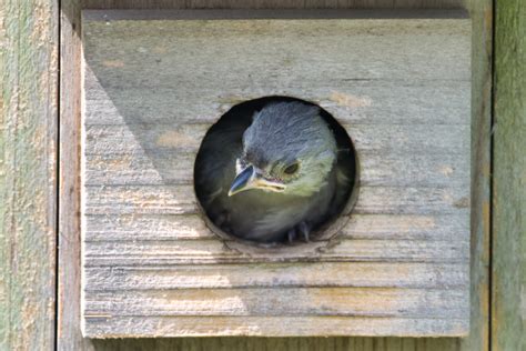 Nesting Tufted Titmouse Update: Baby Birds | Steve Creek Wildlife ...