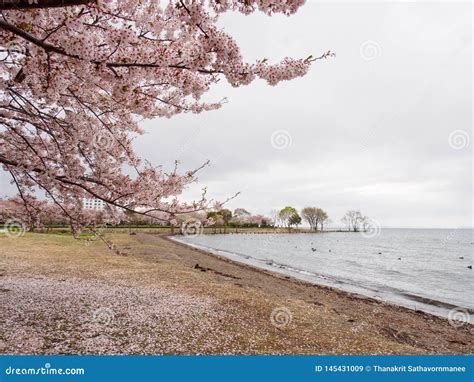 Cherry Blossom Trees Along Lake Biwa, Nagahama, Japan Royalty-Free Stock Photo | CartoonDealer ...