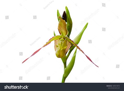 Rothschild Slipper Orchid Over 31 Royalty Free Licensable Stock Photos