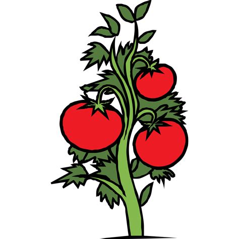 Tomato Plant Drawing at GetDrawings | Free download