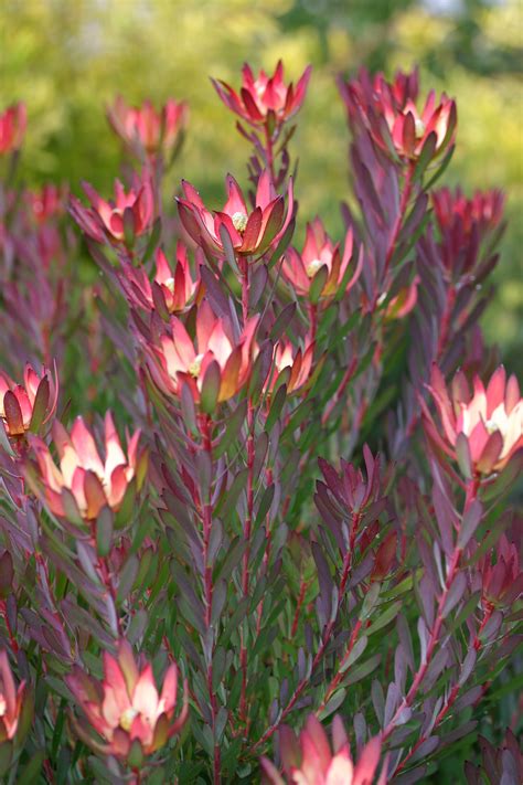 Devils Blush Leucadendron Varieties Proteaflora