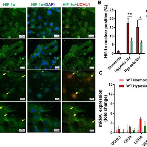 Uchl1 Controls Nuclear Translocation Of Hif 1α A Hipsc Cms Were