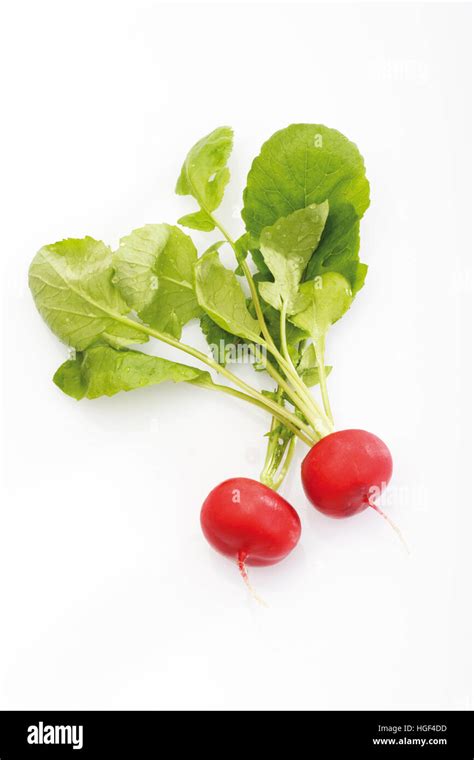 Radish With Leaves Stock Photo Alamy