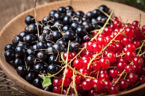 Groseille Rouge Et Cassis Dans La Cuvette Photo Stock Image Du