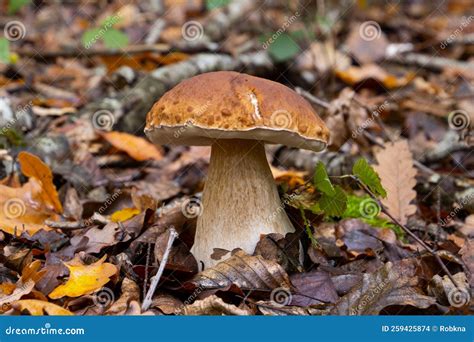 Cep Or Boletus Mushroom Growing Between Brown Autumn Leaves In The