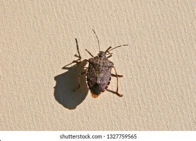 Brown Marmorated Stink Bug Shield Bug Stock Photo Shutterstock