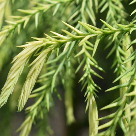 Cryptomeria Japonica Sekkan Sugi Japanese Cedar Sugi Tree Frank