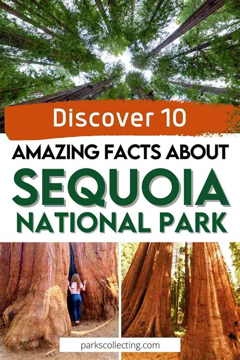 10 Fun Facts About Sequoia National Park