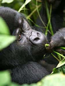 13 Practical Tips for GORILLA TREKKING in UGANDA (How to Plan, Prepare ...