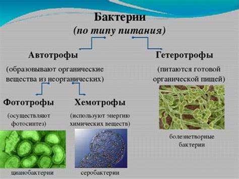 Предмет и задачи микробиологии - презентация онлайн