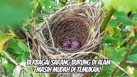 Memantau Berbagai Sarang Burung Yang Ada Di Alam Liar Ada Banyak