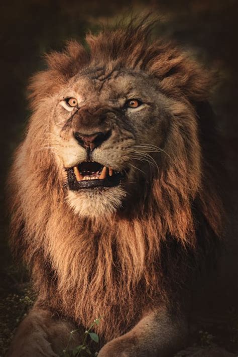 1,000+ Best Lions Photos · 100% Free Download · Pexels Stock Photos