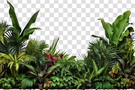 Premium Psd Png Lush Tropical Plants Background