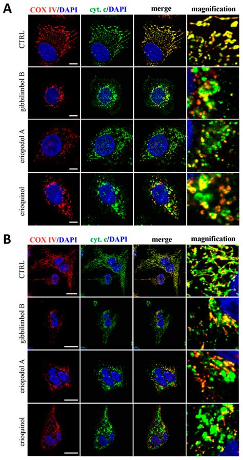 Confocal Microscopy For Reactive Oxygen Species ROS Detection A