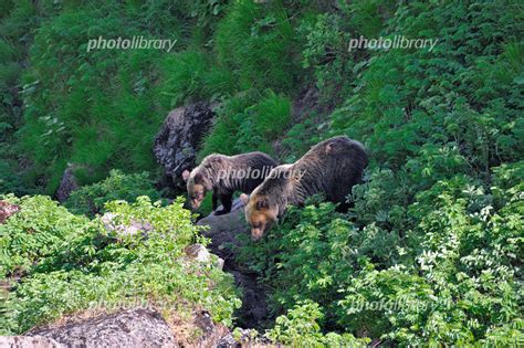 登山道に現れたヒグマの親子北海道・知床 写真素材 6876708 フォトライブラリー Photolibrary